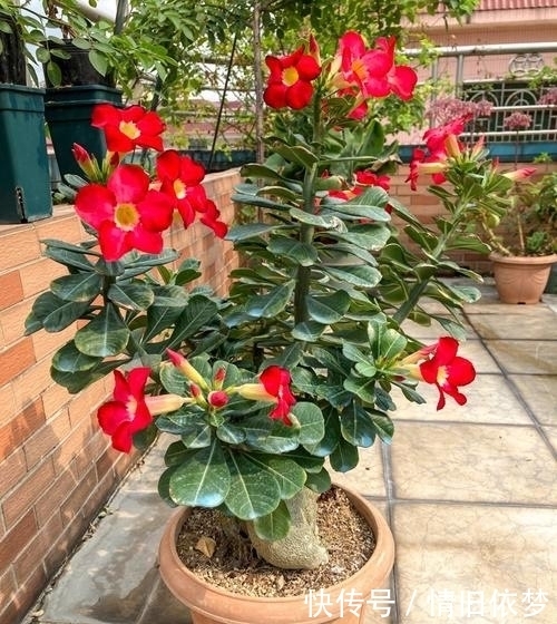 沙漠玫瑰|养沙漠玫瑰,有3个技巧,长成盆景,一盆能开100朵花