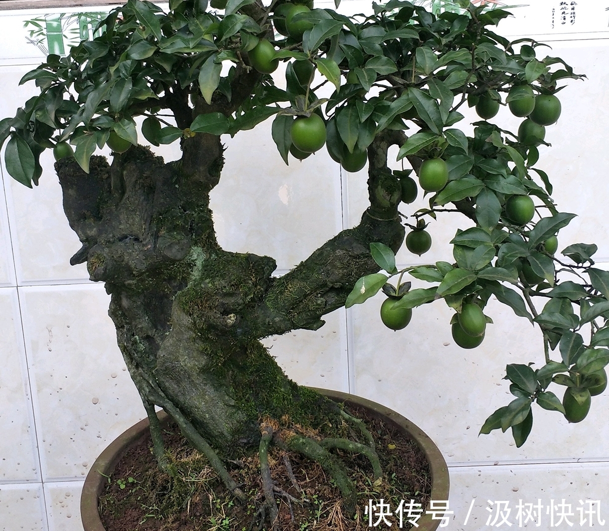 施肥烧苗掉光叶的金弹子盆景怎么办素沙深埋生根不难