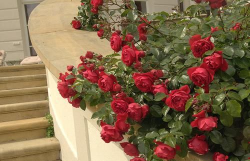  懒人|懒人必养的3种花，丢土里就能活，花色漂亮，花香四溢