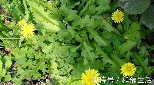 蜂蜜|前列腺炎患者的“福音”來了，堅持吃一周，消炎排毒，更有男人味
