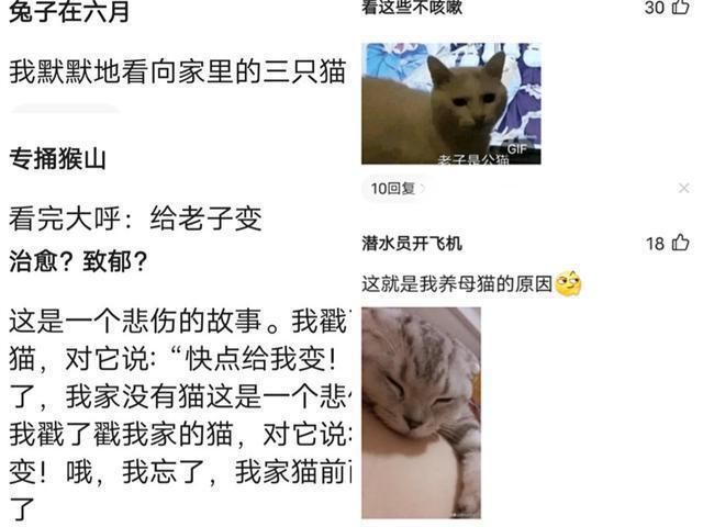 画师|那个火遍动漫圈的猫耳娘，原型竟然真是作者家的猫，评论区亮了