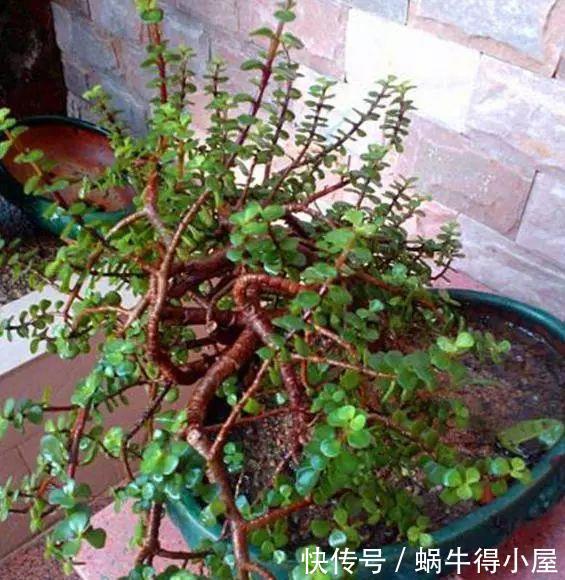 枝条|家庭养这“2种”树，3年就能成“老桩”，不仅好看，而且身价高！