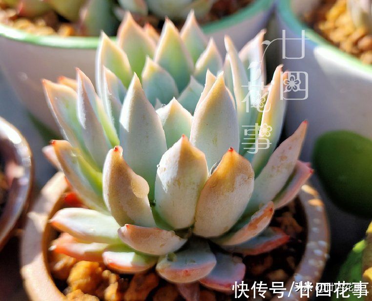 上色美成仙|7月8月徒长变青菜的多肉，9月做好四件事，10月上色美成仙