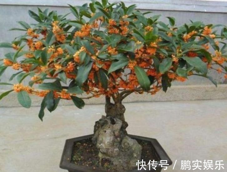 适合夏季养的花,沾点水就疯长,开花勤还爱爆盆,美