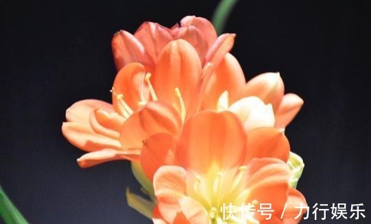 饼肥|提高君子兰开花率的4种“宝贝”,第一种免费,第四种自己能制作