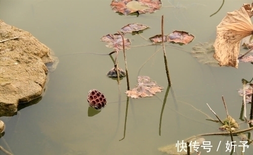 荷叶绿！一季繁花今渐落，满塘荷叶绿中残；八首婉约词，领略秋荷的美