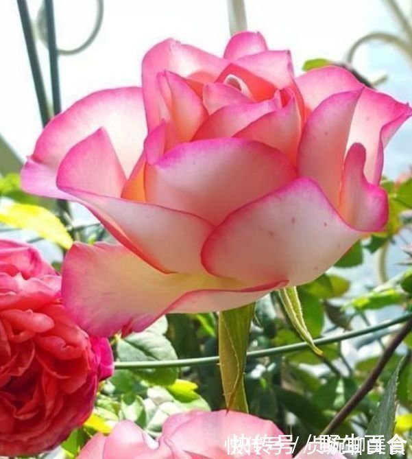 养花就养这几款,全年开花不停,四季有花开,花香四溢飘满屋