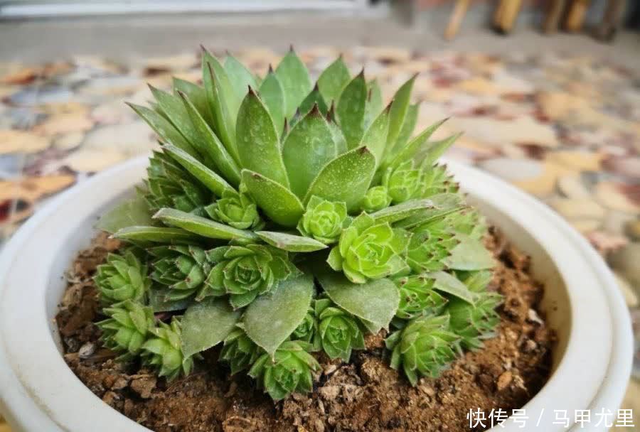 春天到了，观音莲这样养，小崽儿更多，长得更快更美