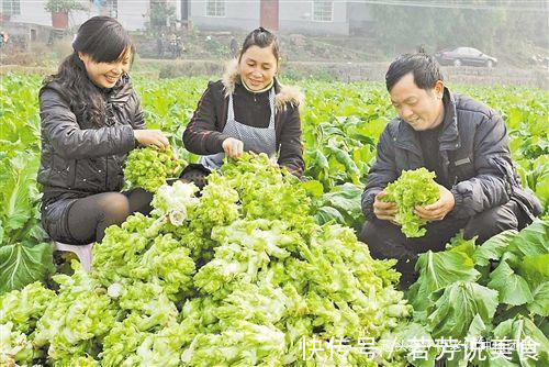 有一种青菜好吃不好种,北方人很少吃到,你知道是啥菜吗