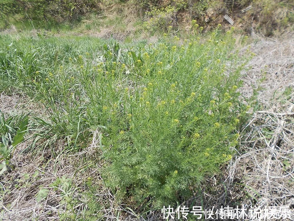 小麦|长得像艾草,古时是救命野菜,如今成麦田恶草,但见到请别错过
