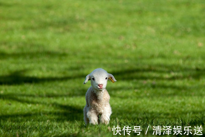 一生|不论男女，生于阴历这几月的属羊人，一生运势最好