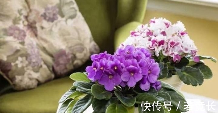 “4种花”很适合阳台养,妖艳妖娆,层层交叠,烂漫迷人眼