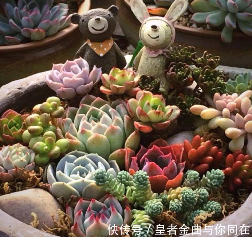 养多肉怎么争“天时地利”盆栽做到4点，叶子全年糖果色