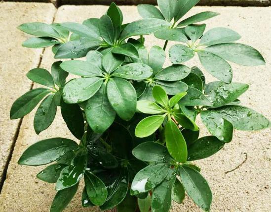 把“福气树”养在家，养越久越“值钱”，还能吸走“甲醛”，值