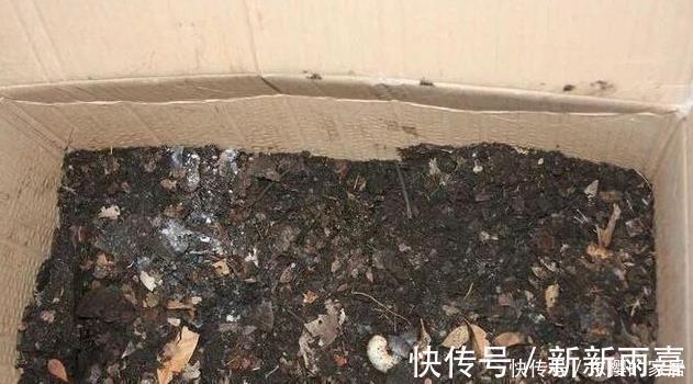 此些东西养花特别好,盆土一年不板结,花草长得旺、开的多又艳