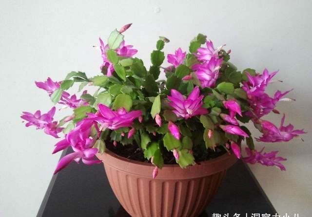 蟹爪兰有“三怕”,室内养护需避开,顺利春化,独苗开出层叠群兰
