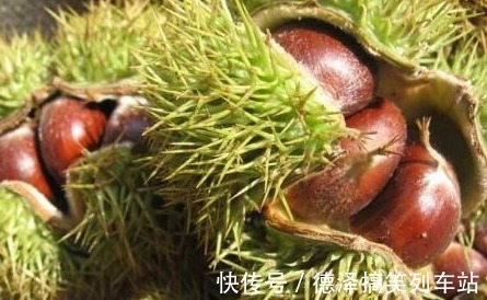 栗果|秋季板栗大量上市，将板栗放进冰箱冻一冻，几个好处让你意想不到