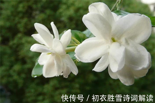 茉莉心香细雨天|夏花茉莉美诗八首赏读:著人茉莉花如雪,茉莉心香细雨天