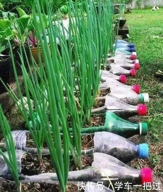 王奶奶用塑料瓶子,养出“花园、菜园”,好羡慕,再不扔了!