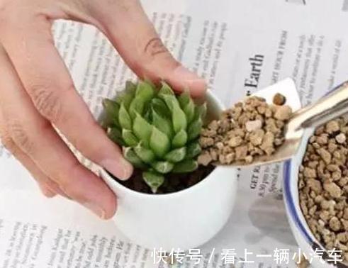 学会这9招,你也可以成为多肉种植高手