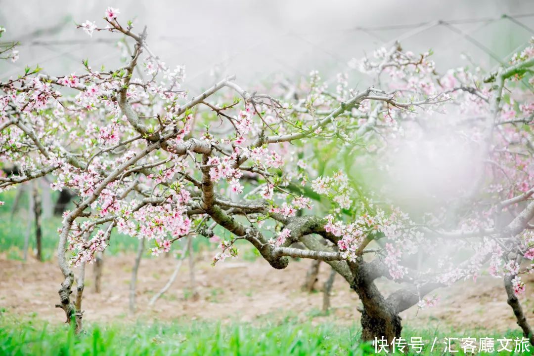 何炅挚爱，“桃花源记”真迹地，《向往的生活5》取景地刷屏！