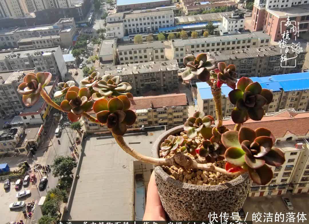 从无到有，四年坎坷多肉路，沉迷肉海难以自拔！