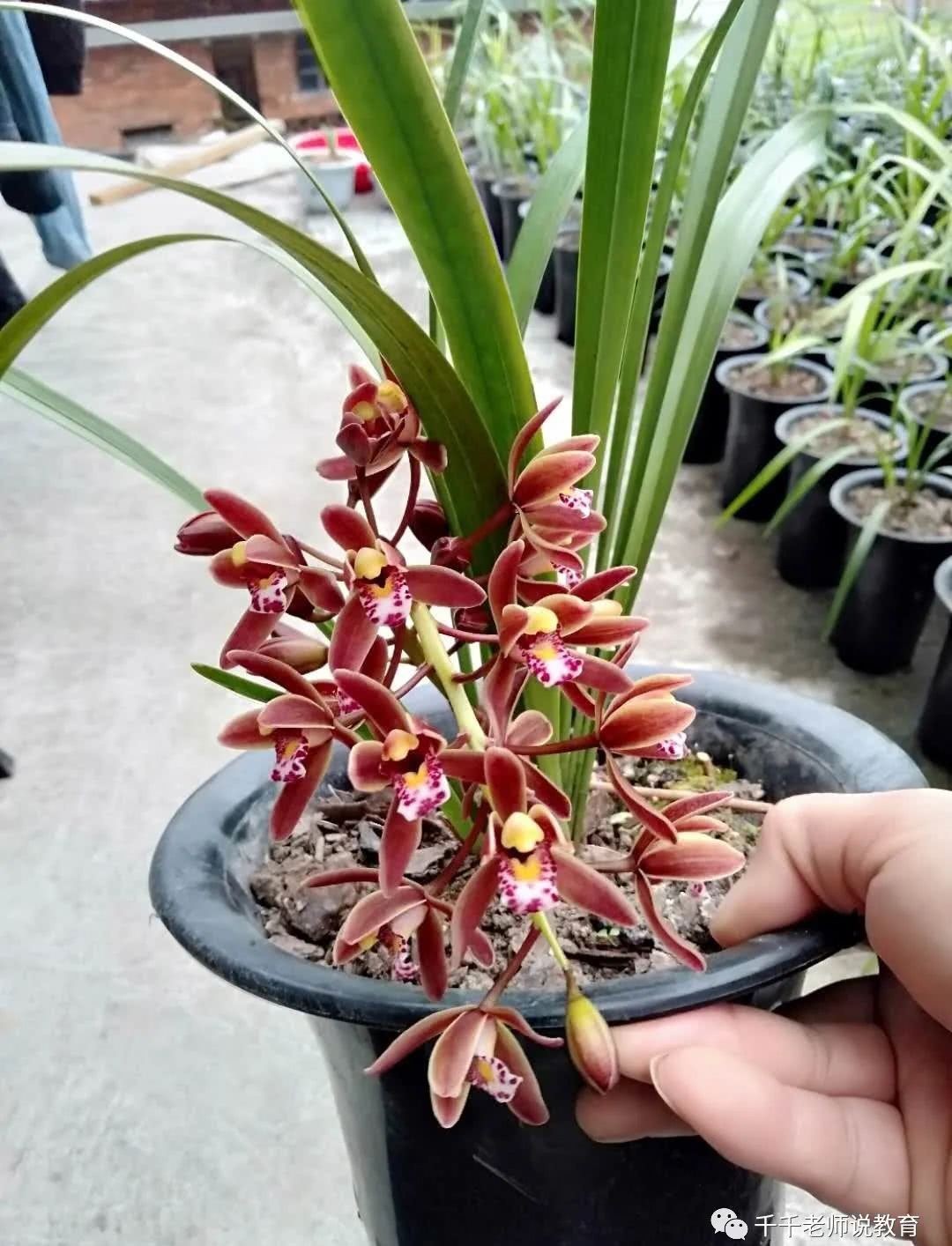 天道|从史记人物伯夷和叔齐看“天道是非”