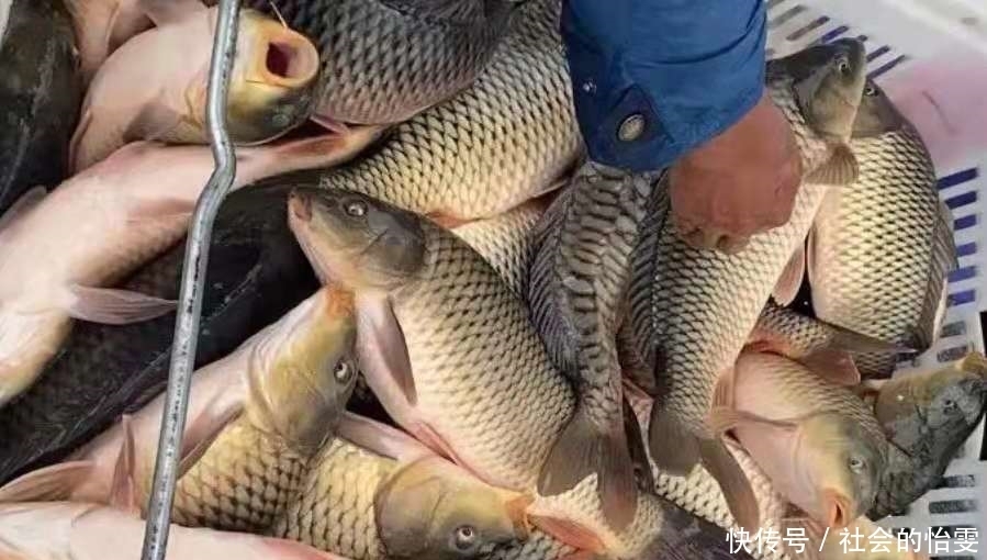 夏季|夏季不管在哪钓,打窝诱鱼万万不可少了这三步,切记莫忽视