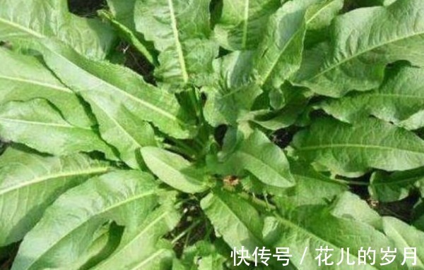 野菜|农村水沟边上被称为“牛舌头”的野草，殊不知是上好的野菜