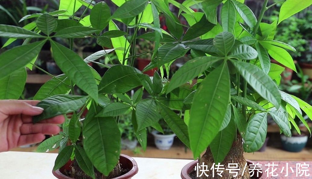 3种花,冬天要“穷养”,难怪总是养不好