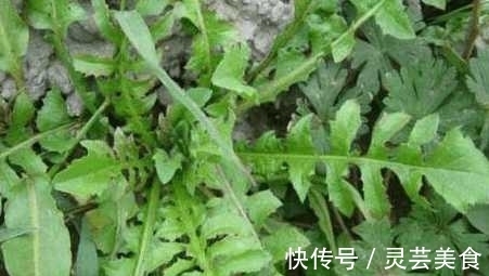 黄疸|农村天然野菜 食疗价值高 可以治疗黄疸 赤白痢疾