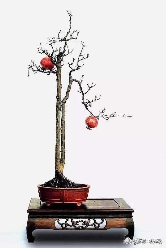 一粗一细|盆景双杆,一高一矮、一粗一细,苍龙教子之势