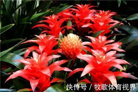 寓意|过年之前,给家里养上6种花,花朵红红火火、寓意美好