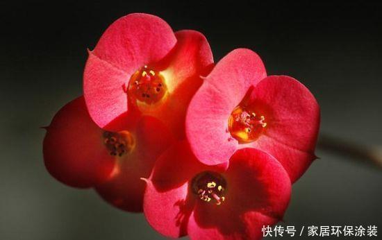 4种花漂亮又好养,养在家里超美的,入手不亏