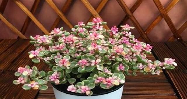 长寿花|3种花就是“小盆命”,越“挤”长得越健康,不烂根长得旺