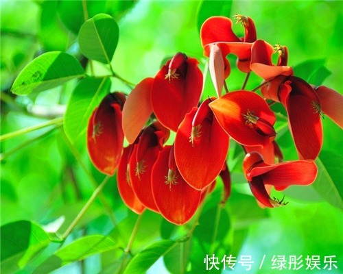 色彩斑斓的刺桐怎么养教你3个养护刺桐的小妙招,花开艳丽美观