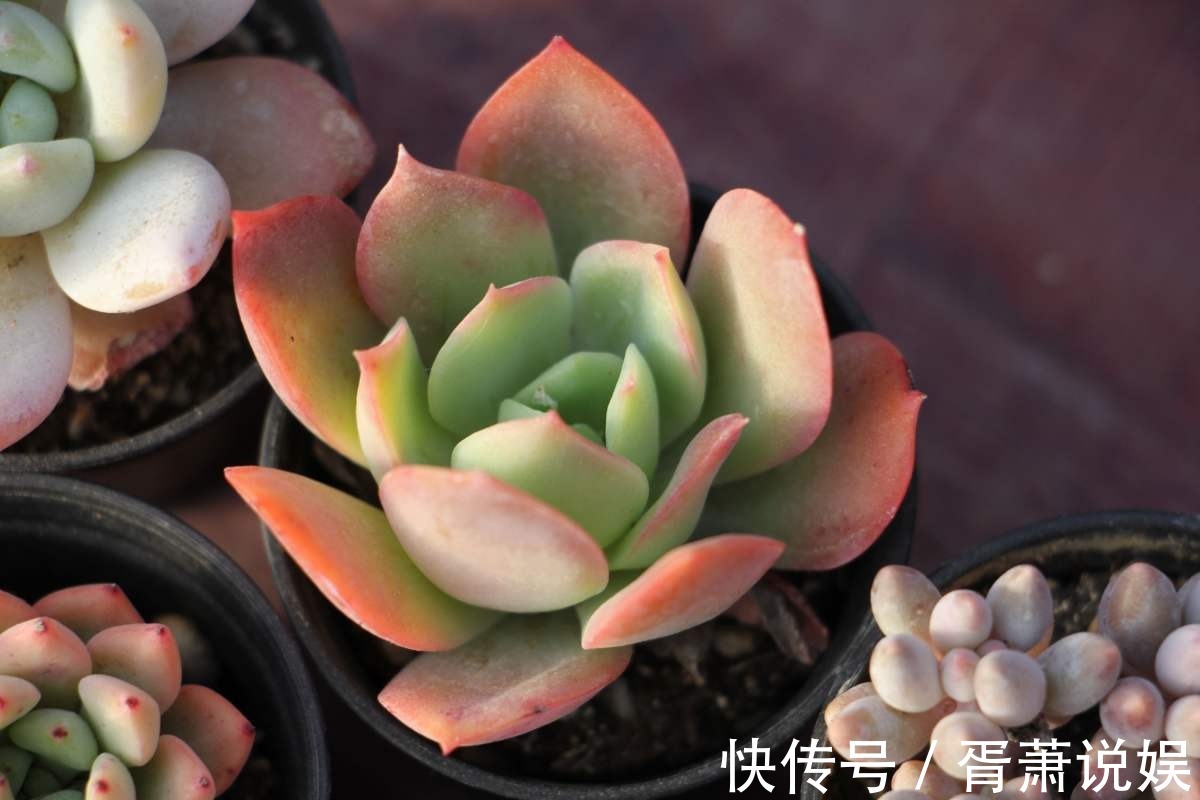 虎皮兰|3种花要“穷养”,塞进小盆少浇水,长得格外好