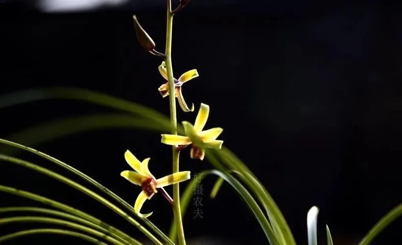 根系|网购开花的兰花，为什么养护后就不开花了？5个重点讲清楚