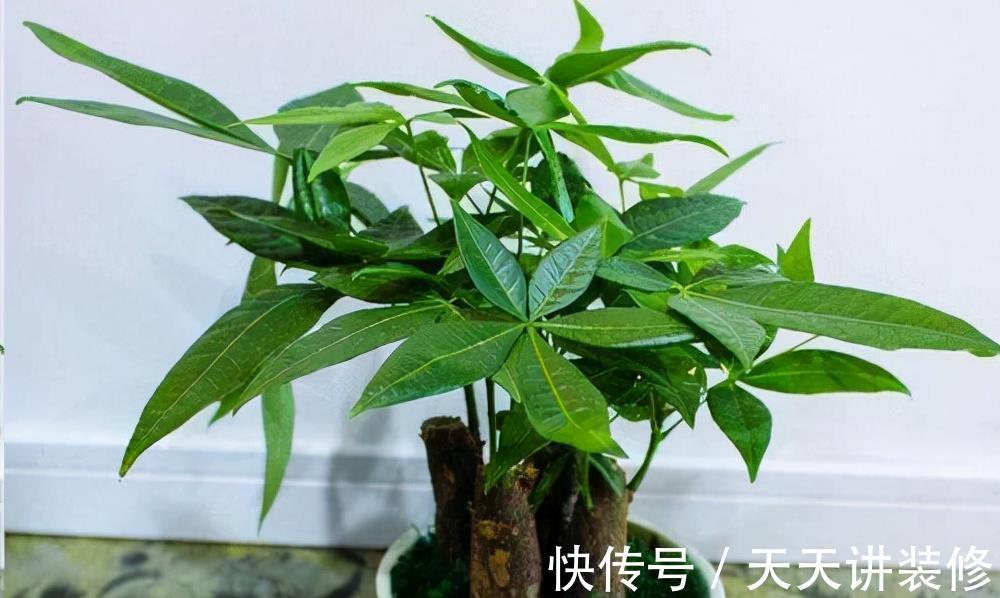 发财树|公认“不好养”的3种花，没有一定的养花经验，别贸然入手