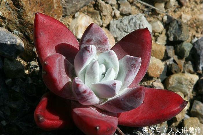 老桩|养多肉我一般不建议施肥，但这种多肉适当地施肥却可以养得更好