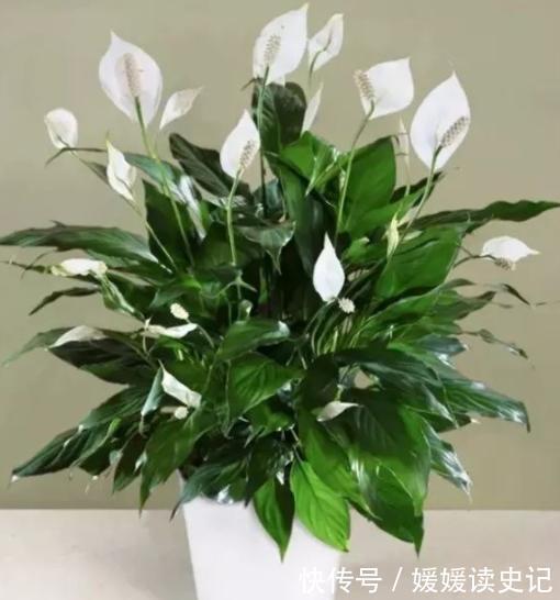 10种“旺运花”,家里至少养一盆,漂亮吉祥还“养人”