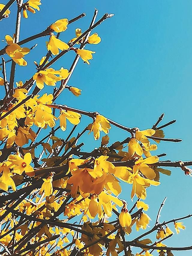 龙江赏花地图，带你走进春日“万花筒”