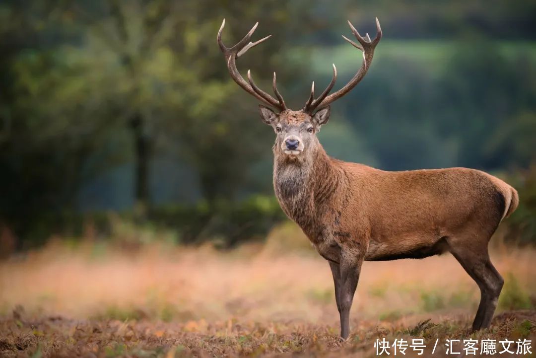 智取威虎山|不输釜山，美过首尔，这座东北小城值得这个夏天去一趟