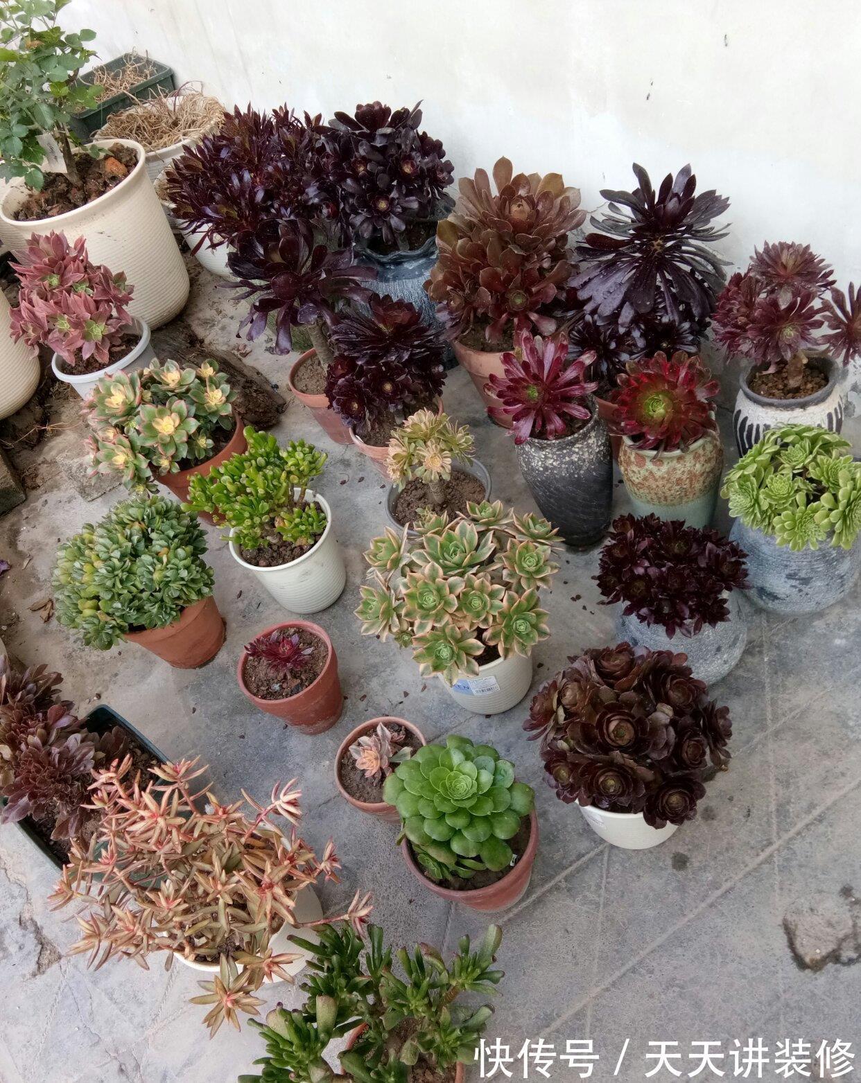 群生|多肉法师一碰就掉叶，补充“三动作”，叶片紧凑，养成群生小老桩