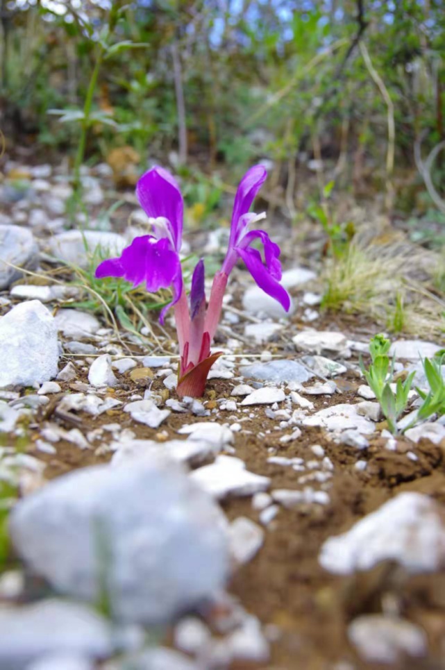 生物|杨向红镜头下的玉龙雪山奇花异草，见证了丽江生物多样性之美