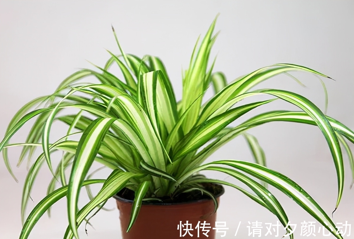 9种养不死的花，绿萝只能排最后，再养不活就剁手吧