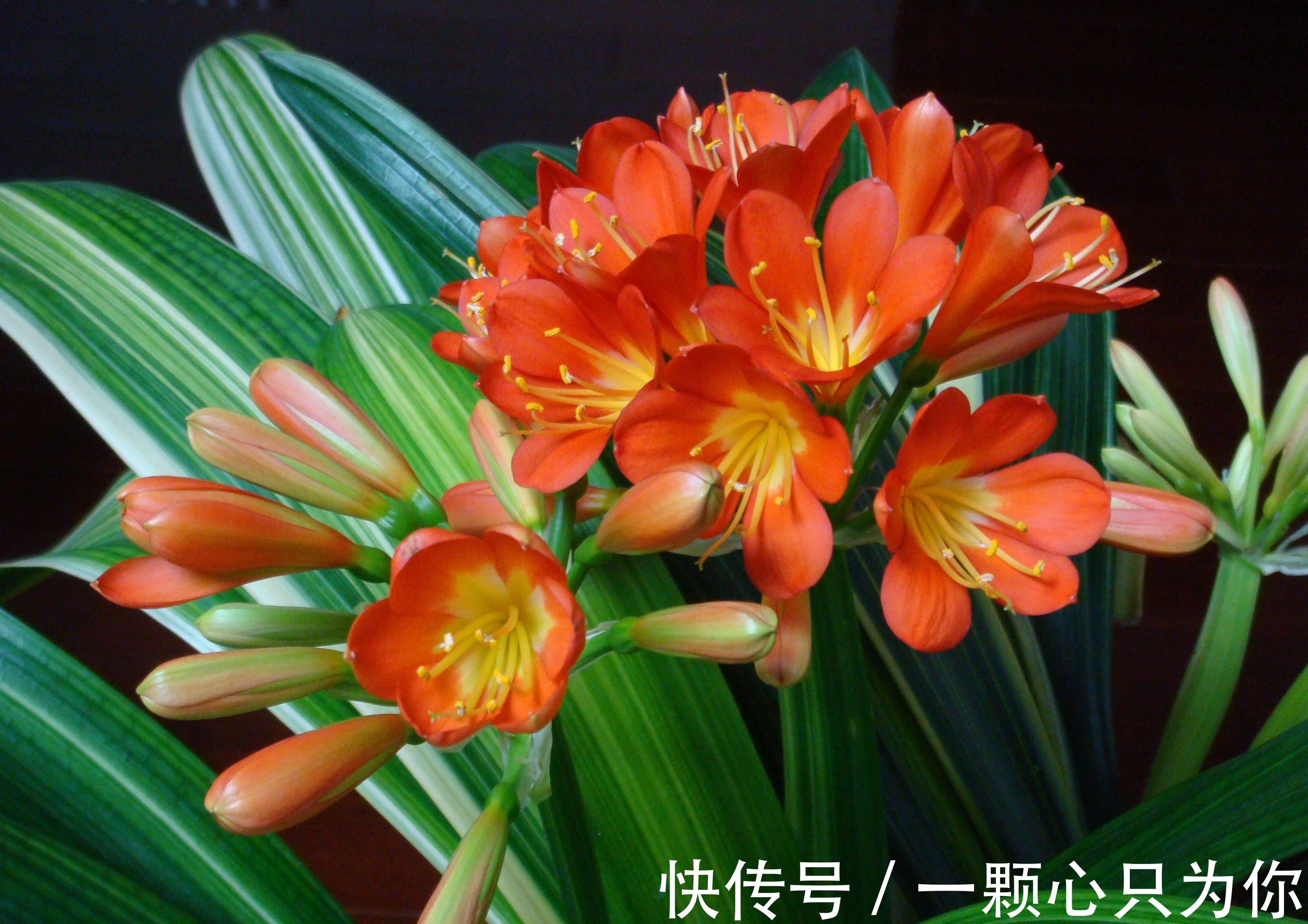 君子兰“夹箭”开不动?学会2招,只要7天,就把花箭拽出来