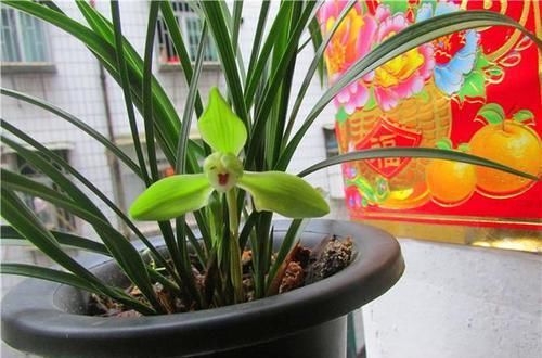  放在|兰花出现这种现象，放在冰箱里冻一冻，来年就能发芽，比生根粉强