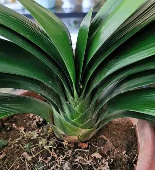 君子兰长了小苗不要随便碰,否则黄叶烂根