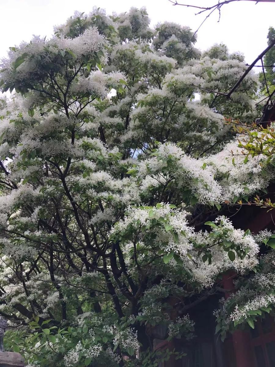 “五月飘雪”醉华严